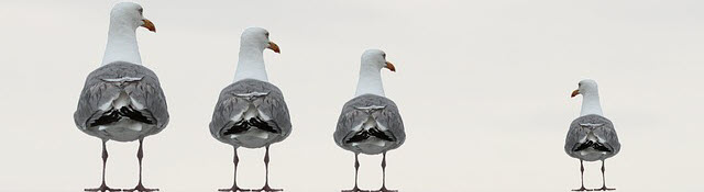 Afbeelding van S. Hermann & F. Richter via Pixabay